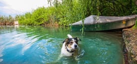 Campinggenuss mit Hund Campinggenuss mit Hund